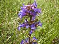 Flower #1 - Slough Creek Campground