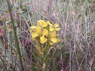 Flower #2 - Slough Creek Campground