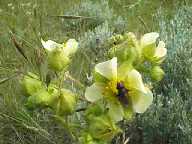 Flower #3 - Slough Creek Campground