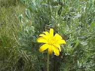 Flower #4 - Slough Creek Campground