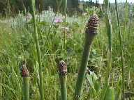 Flower #5 - Slough Creek Campground