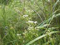 Flower #6 - Slough Creek Campground