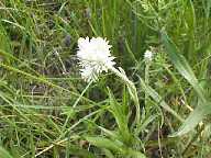 Flower #8 - Slough Creek Campground