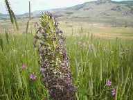 Flower #1 - Specimen Ridge