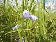 Mountain Bells