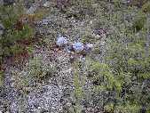 Asters - Bison Peak near Slough Creek