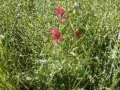 ? Flower - Bison Peak near Slough Creek