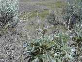 Lupine Seed Pods - Bison Peak near Slough Creek