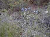 Thistle 2  - Bison Peak near Slough Creek