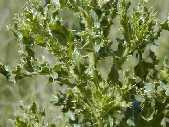 Thistle  - Bison Peak near Slough Creek