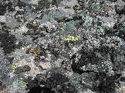 Lichens - Bison Peak near Slough Creek