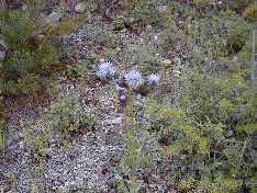 Slough Creek Flower #2