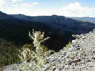 Thistle #2 - Mt Washburn Trail