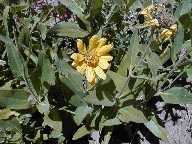 Flower #1 - Mt. Washburn Trail