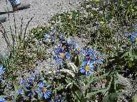 Flower #2 - Mt. Washburn Trail