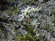 Flower #3 - Mt. Washburn Trail