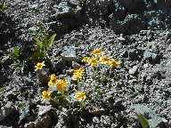 Flower #4 - Mt. Washburn Trail