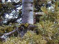 Whitebark Pine - Mt. Washburn