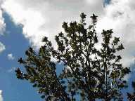 Whitebark Pine Cones - Mt. Washburn