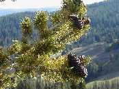 Whitebark Pine Cones - Closeup