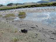 Casting Tracks - Slough Creek - 2