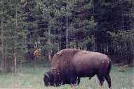 Yellowstone Bison