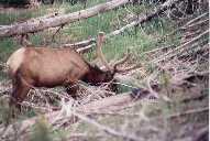 Yellowstone Elk - 1