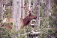 Yellowstone Elk - 2