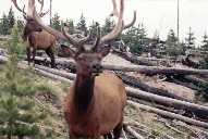 Yellowstone Elk - 3