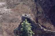 Osprey Chick - Near Tower Fall