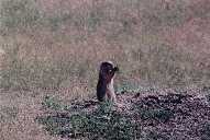 Badlands Prarie Dogs - 2