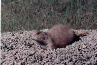 Badlands Prarie Dogs - 3