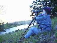 Watching The Druid Peak Pack - Morning in Lamar Valley